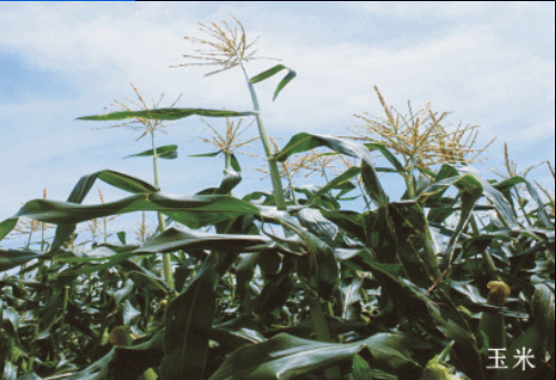 【JNP制漿助劑】 玉米