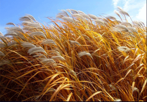 【JNP制漿助劑】 蘆葦