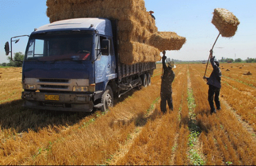 【JNP制漿助劑】 麥草